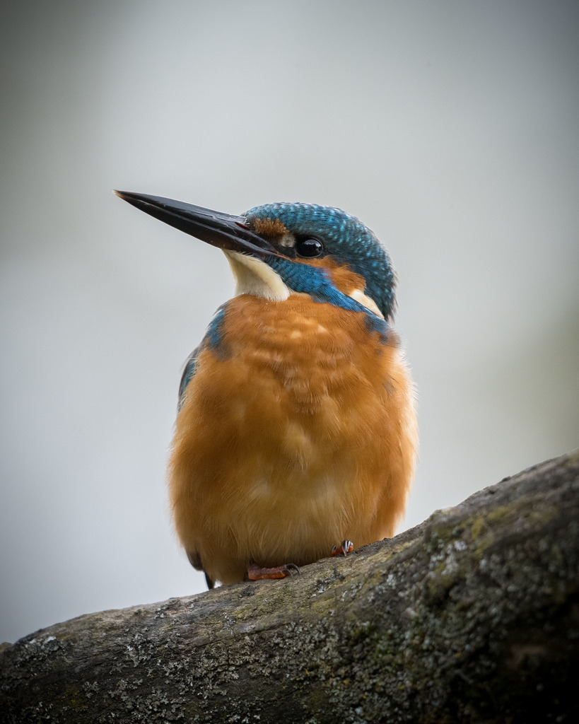 Eisvogel | An der Unterseite des Schnabels kann man das Geschlecht des Eisvogels erkennen. Weibchen haben eine orangene Unterseite. Das hier ist also ein Männchen. 
