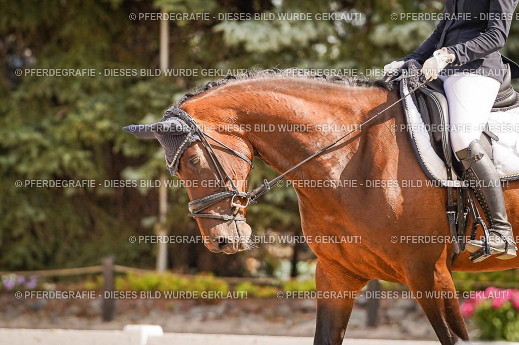 DSC01189 | Pferdegrafie