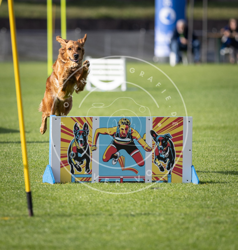 Pfotenfotografie_DV3A2435 | Hundefotografie, Tierfotograf, Pfotenfotografie, Fotoshooting Hund, Hunde Portrait, Hundesport, Hundeportraits, Heideshooting, Hunde, Sportfotograf, Hundefotograf, Turnierhundsport, THS,  - Realisiert mit Pictrs.com