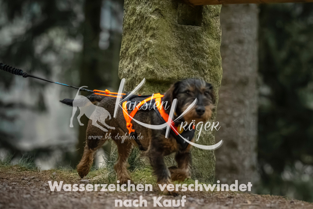 0825_ZZ91339 | kk-dogfotos