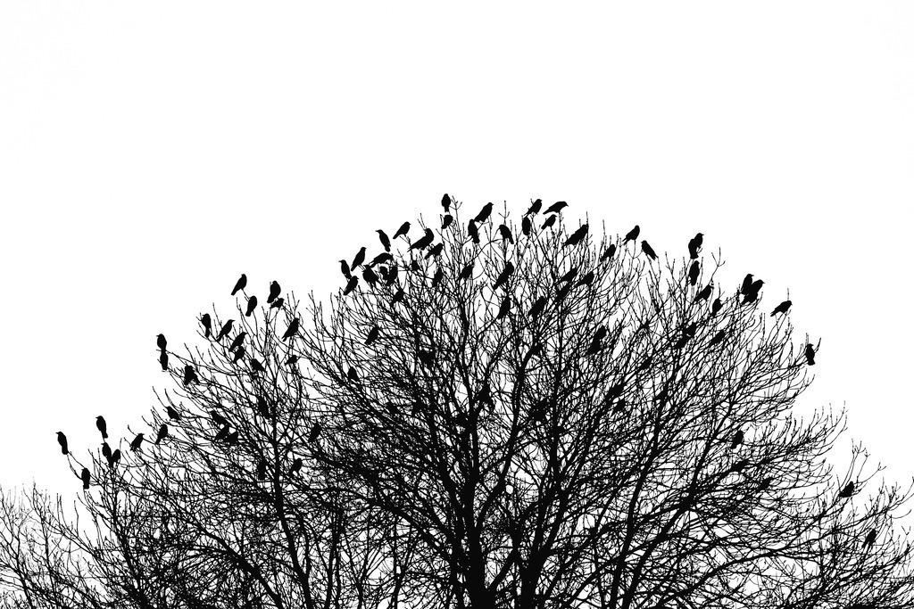 Krähenbaum | Der Szenetreff in der Vogelwelt