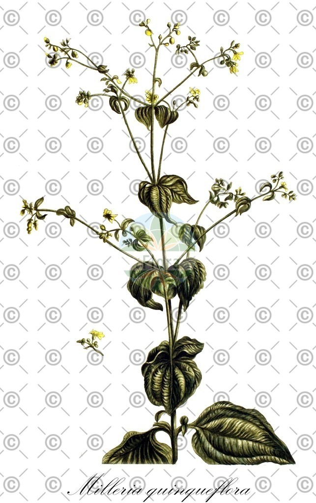 HistAbb_wfo-0000778968_1_ENZY_Simple | Historische Abbildung von Milleria quinqueflora - Asteraceae | Historical Illustration of Milleria quinqueflora - Asteraceae