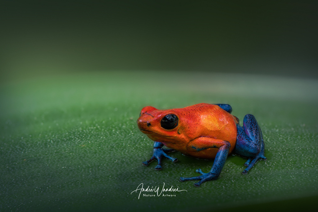 Das Erdbeerfröschchen | Andre Wandrei - Nature Artworx - Realisiert mit Pictrs.com