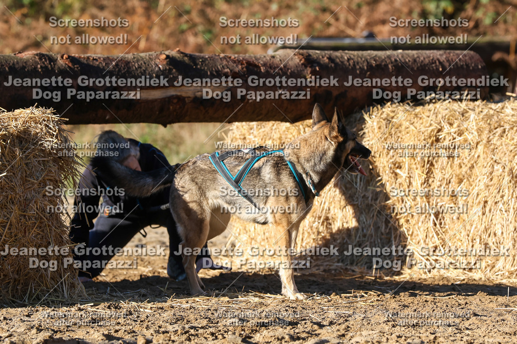 Dog Paparazzi - Strongdog 10-25-1726 | Dog Paparazzi Jeanette Grottendiek Fotografie & Videografie - Realisiert mit Pictrs.com
