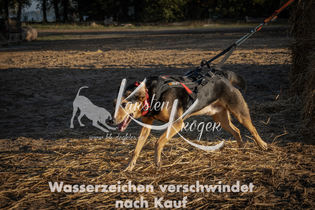 0929_ZZ93178 | kk-dogfotos