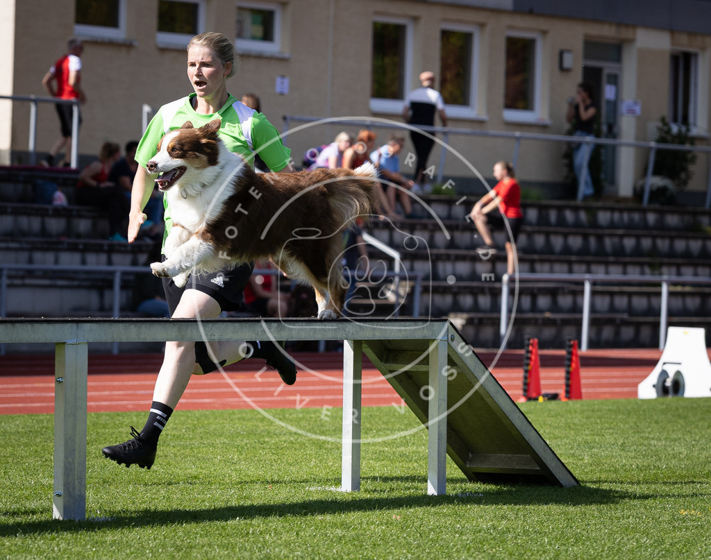 Pfotenfotografie_DV3A0484 | Hundefotografie, Tierfotograf, Pfotenfotografie, Fotoshooting Hund, Hunde Portrait, Hundesport, Hundeportraits, Heideshooting, Hunde, Sportfotograf, Hundefotograf, Turnierhundsport, THS,  - Realisiert mit Pictrs.com