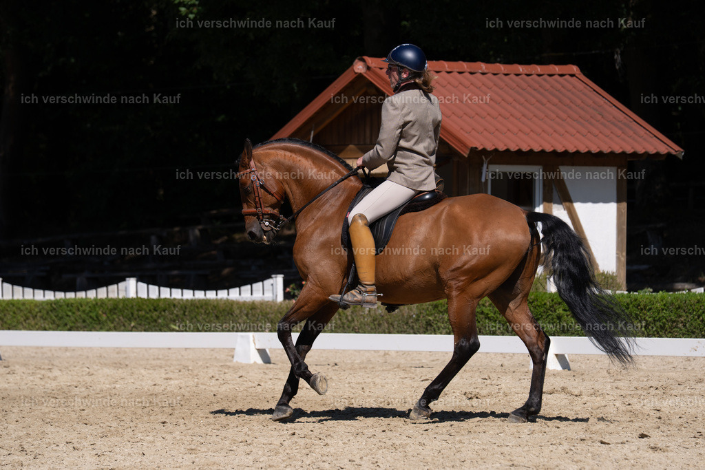 WS_DR_62_sinafilmart_IN04081 | working equitationturnier fotograf videograf stoibphotography marixx film working equitation deutschland reitsport turnierfotografie eventfotografie equestrian events