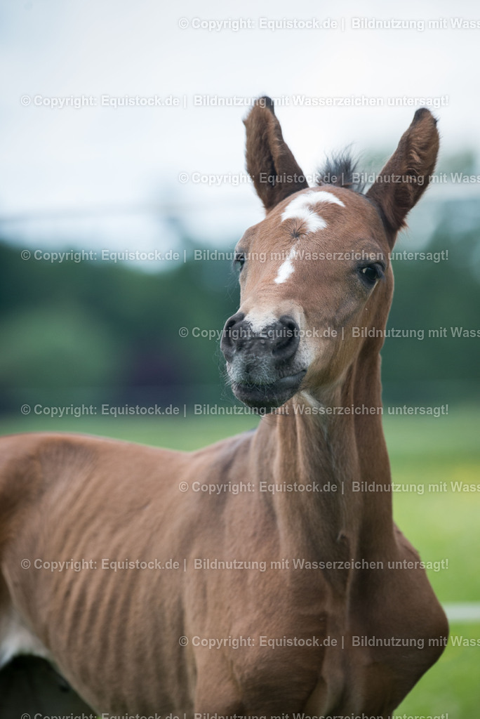20150529_Fohlen_0030 | equistock