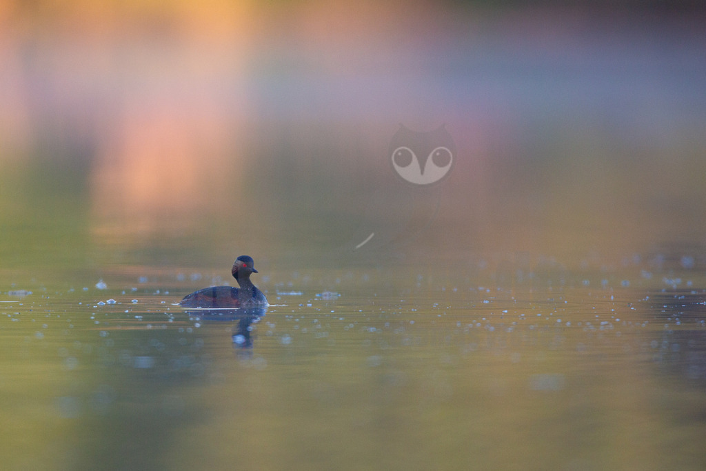 20170429064551 | Ein Schwarzhalstaucher (Podiceps nigricollis) im Prachtkleid schwimmt allein auf einem Gewässer. Sein schwarzes Gefieder und das leuchtend rote Auge heben sich deutlich ab. Die Wasseroberfläche ist ruhig und spiegelt die sanften, warmen Farben des Sonnenauf- oder -untergangs wider, was eine friedliche Atmosphäre schafft. - Realisiert mit Pictrs.com