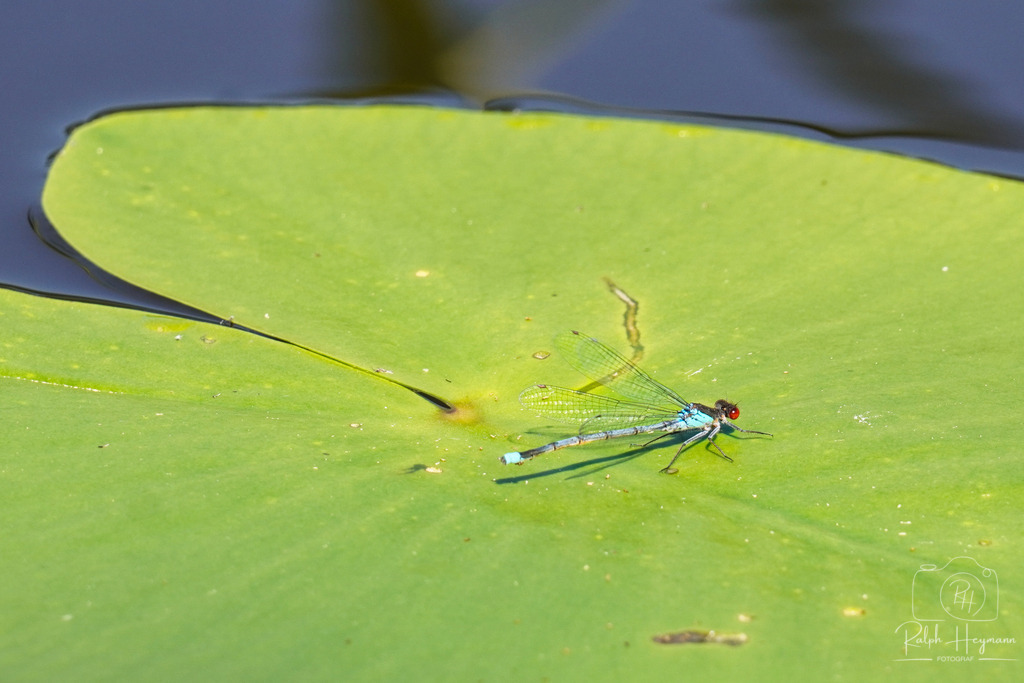 DSC02346 | Ich fotografiere leidenschaftlich Landschaften, Architektur, Portraits und Tiere - Realisiert mit Pictrs.com