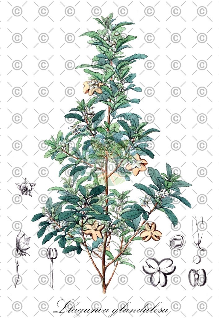 HistAbb_wfo-0001113037_1_ENZY_Simple | Historische Abbildung von Llagunoa glandulosa - Sapindaceae | Historical Illustration of Llagunoa glandulosa - Sapindaceae