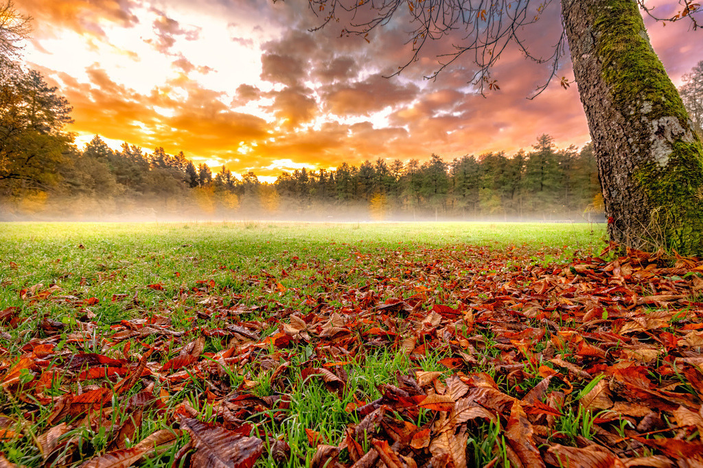 Eine herbstliche Waldlandschaft hinter Schloss Solitude,Neblige Lichtung bei Sonnenaufgang,Stuttgart | Das Bild zeigt eine herbstliche Waldlandschaft hinter Schloss Solitude mit dichtem Laub im Vordergrund und einer nebligen Lichtung bei Sonnenaufgang im Hintergrund.Vordergrund: Braune und rote Herbstblätter auf einer grünen Wiese. Eine leichte Nebelschicht über der Wiese.Ein herbstlicher Wald unter einem farbenfrohen Abendhimmel - Realisiert mit Pictrs.com