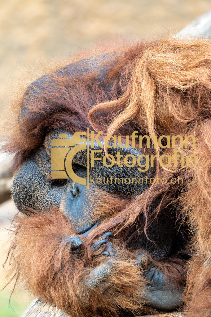 Jungle_Park_def-4370 | kaufmannfoto - Realisiert mit Pictrs.com