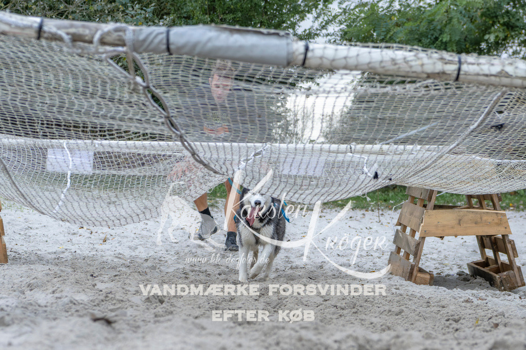 1125_ZZ96605 | kk-dogfotos