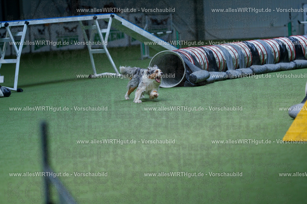 @allesWIRTHgut_Tierfotografie - www.allesWIRTHgut.de - 2604251211-7R501044 | Professionelle Tierfotografie in Mönchengladbach von Daniel Wirth (allesWIRTHgut). Liebevolle & natürliche Bilder von Hunden & Katzen für unvergessliche Erinnerungen.