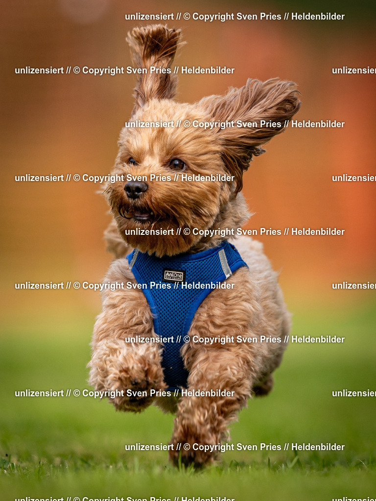 Sven Pries | 2024-09-22 - Hunderennen Baden-BadenPudelverein - Realisiert mit Pictrs.com
