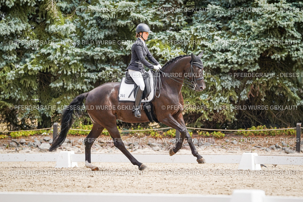 DSC03038 | Pferdegrafie