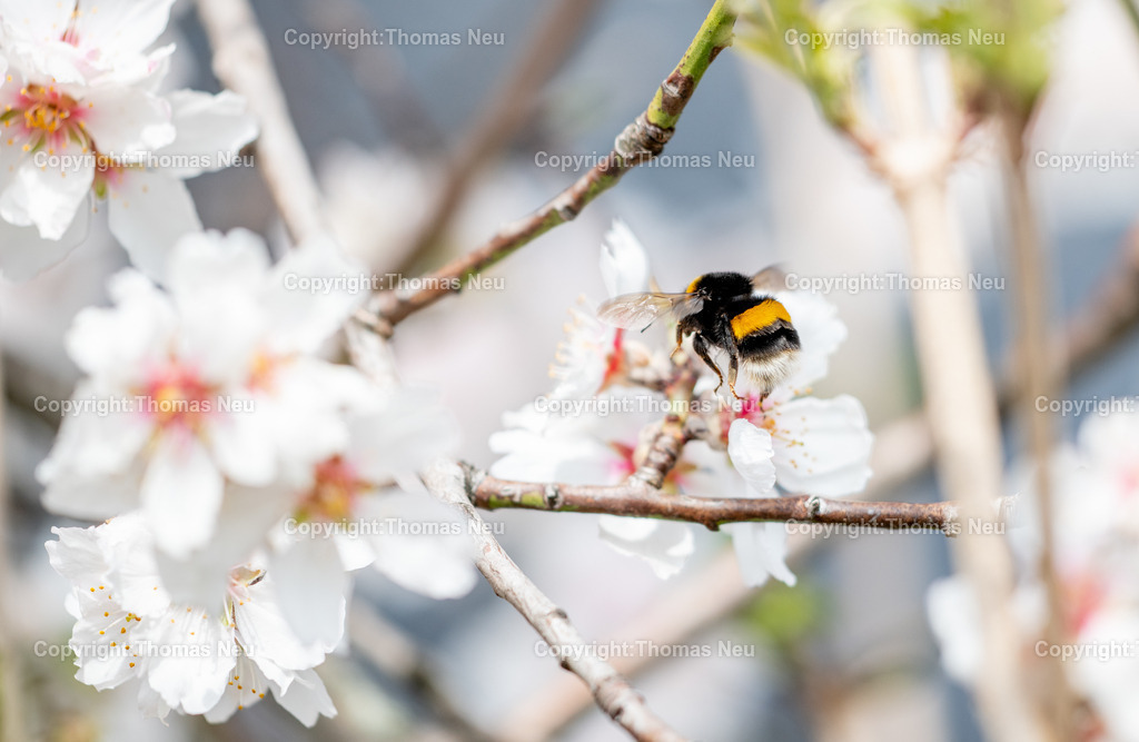 Hummel-Mandelbluete-Bergstrasse-Weinberge-Fruehling-hessische-bergstrasse-Bensheim-Heppenheim-Fotografie-Thomas_neu-1400 | Die Mandelblüte an der Hessischen Bergstraße gehört zu den schönsten Frühlingsmomenten der Region. Ein blühender Mandelbaum steht oberhalb der Weinberge zwischen Bensheim und Heppenheim und bietet einen weiten Blick über die Rebenlandschaft.  Die Kombination aus blühenden Mandelbäumen, Weinbergen und der sanften Landschaft der Bergstraße macht diese Szene zu einem typischen Motiv des Frühlings in Südhessen.,Bild: Thomas Neu