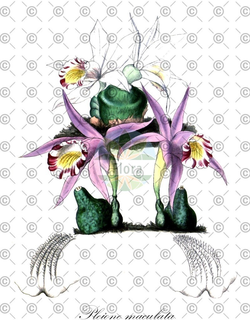 HistAbb_wfo-0001293726_1_ENZY_Simple | Historische Abbildung von Pleione maculata - Orchidaceae | Historical Illustration of Pleione maculata - Orchidaceae