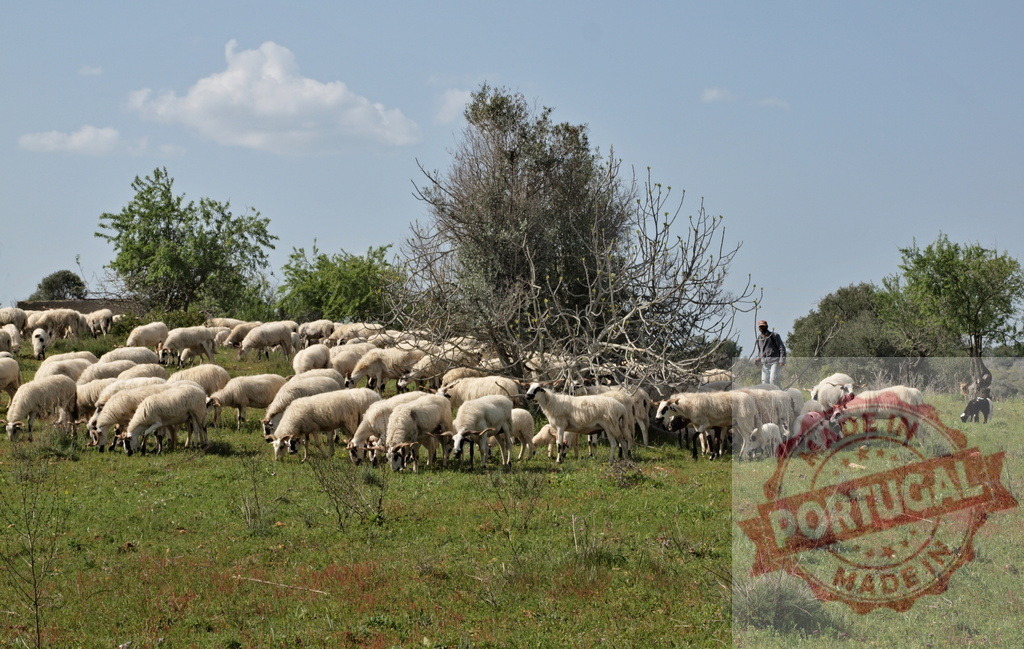 Flock of sheep grazing pasture with a shepherd | Flock of white sheep grazing fresh green grass on a sunny day with a shepherd - Realisiert mit Pictrs.com