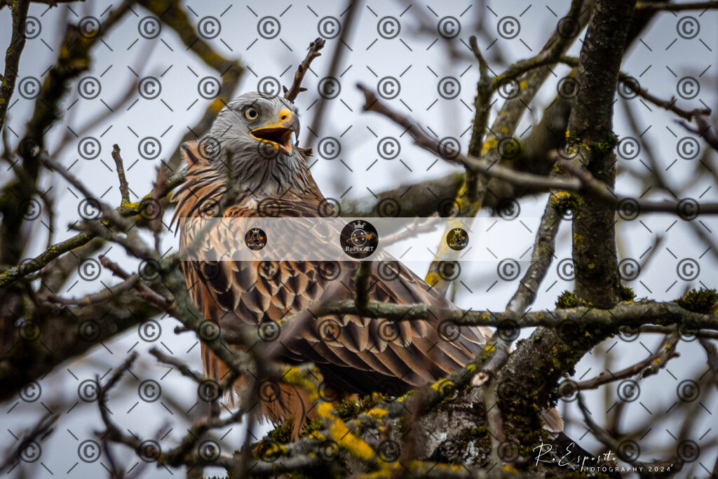 20240207_Wald_171 | Sport und Naturfotografie von Roberto Esposito zeigt echte Momente Bewegung und die Schönheit der Natur. Ausdrucksstarke Bilder schaffen Emotionen.
