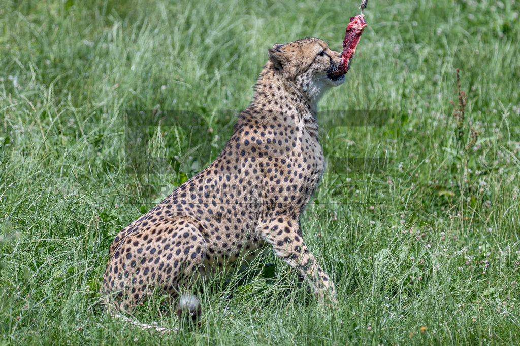 Gepard in Bewegung | Ein Gepard durchstreift das hohe Gras. Kraft, Eleganz und Geschwindigkeit vereinen sich in diesem Moment der Wildtierfotografie. - Realisiert mit Pictrs.com