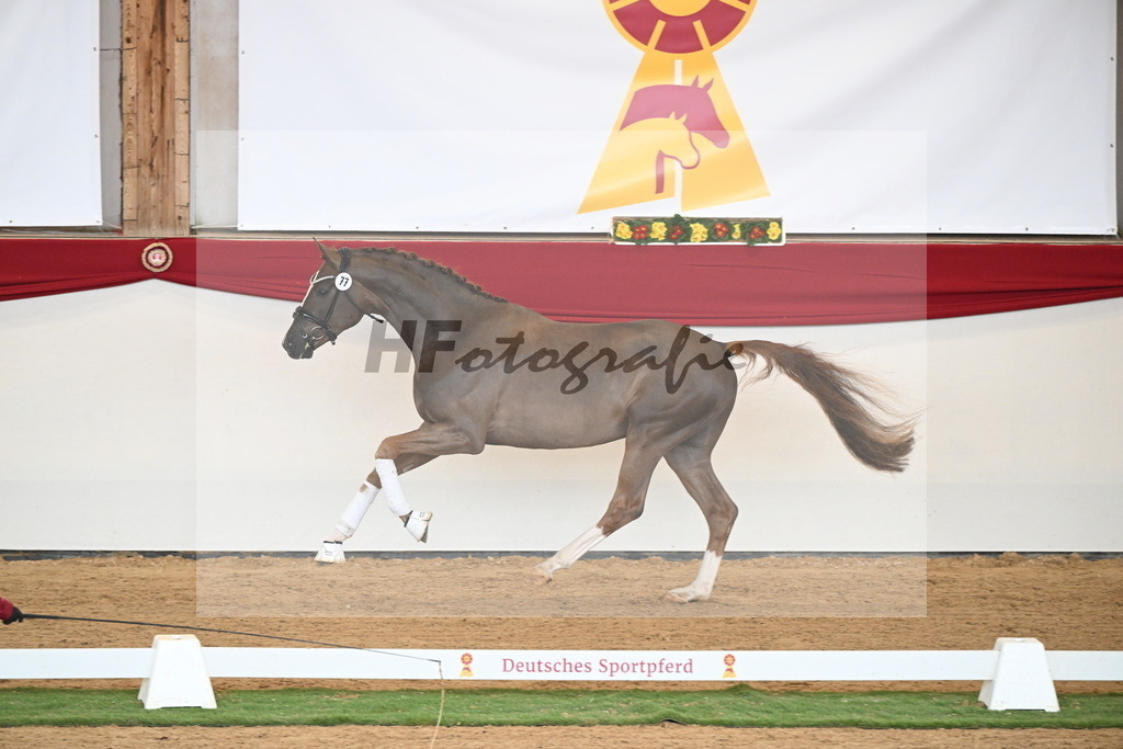 Kat.-Nr. 77 v. Sir Donnerhall I_Schafhof_2250725 | hf-fotografie - Realisiert mit Pictrs.com