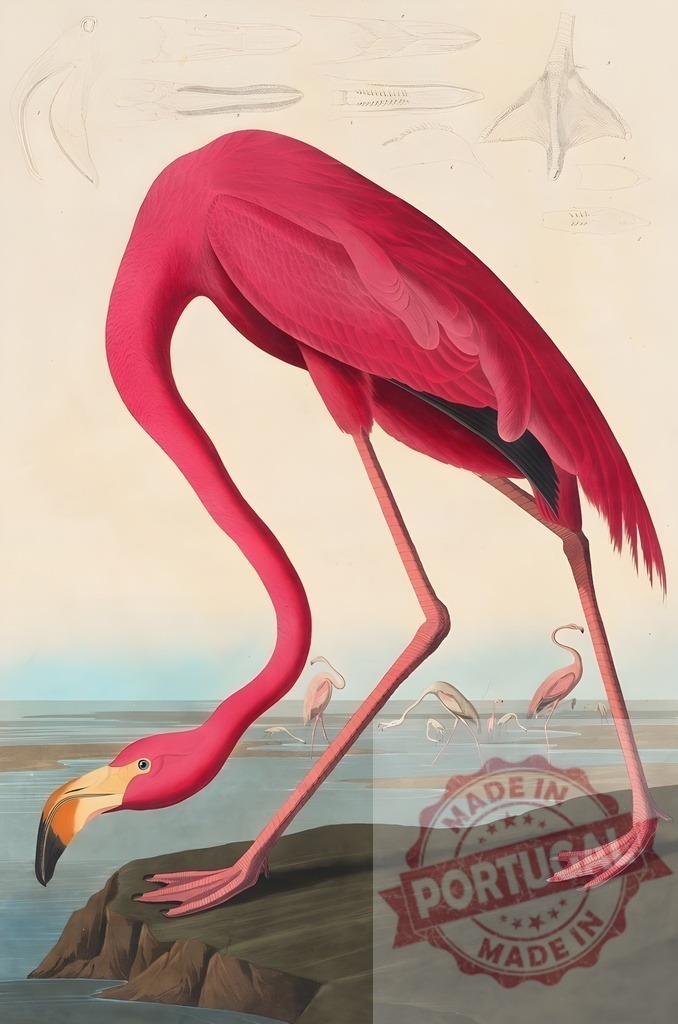 Pink flamingo bending its neck looking for food in a pond with anatomical drawings | Vintage scientific illustration of an american flamingo bending its neck looking for food in a pond with anatomical drawings of its beak and foot - Realized with Pictrs.com