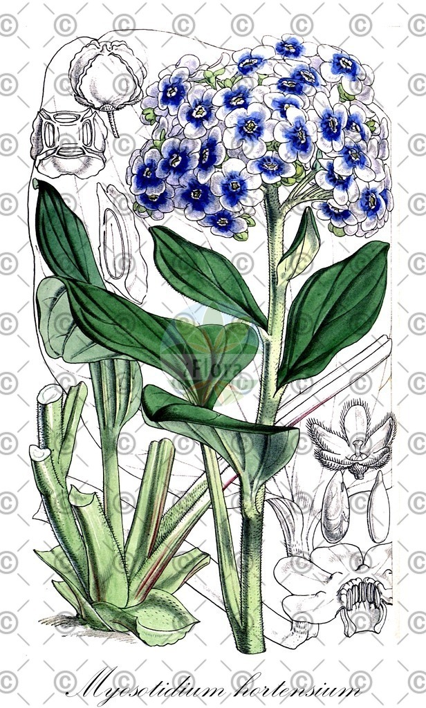 HistAbb_wfo-0000247034_1_ENZY_Simple | Historische Abbildung von Myosotidium hortensium - Boraginaceae | Historical Illustration of Myosotidium hortensium - Boraginaceae