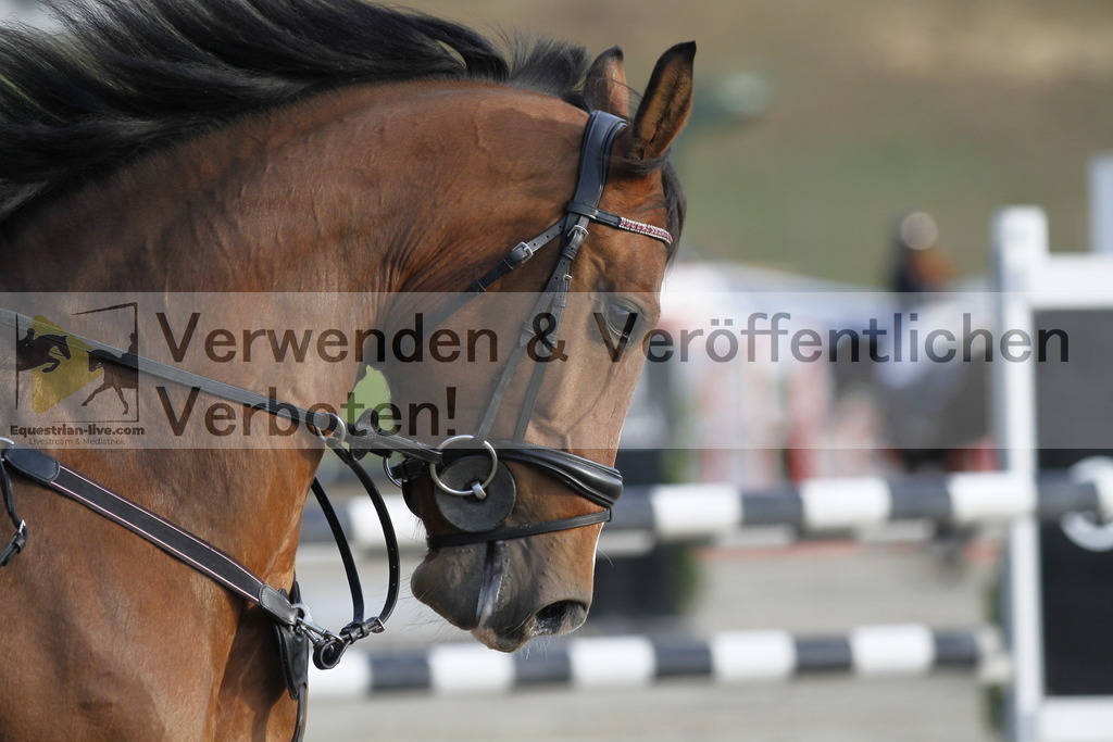 _MG_8810 | equestrian-live-com