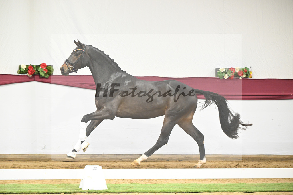 Kat-Nr. 14 Feliciano x Quaterback_Martina Breitner-Roetzer_47250295 | hf-fotografie - Realisiert mit Pictrs.com