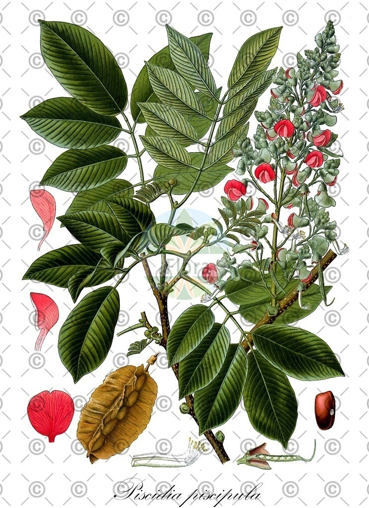 Histabb_EMP_948_SRC_Koehler_1887_SIMPLE | Historische Abbildung von Piscidia piscipula - Fabaceae | Historical Illustration of Piscidia piscipula - Fabaceae