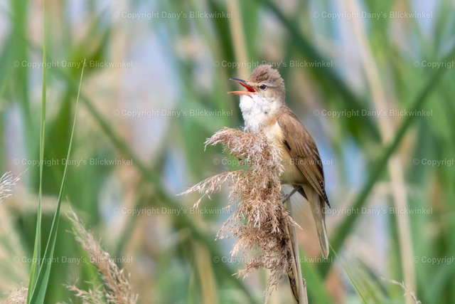 201896 | Tierfotografie, Tierkalender, Tierbilder, Insekten, Spinnen, Vögel, Schmetterling, Libellen, Leinwand, Colorkey, Qualität, Geschenkartikel, Geschenk - Realisiert mit Pictrs.com