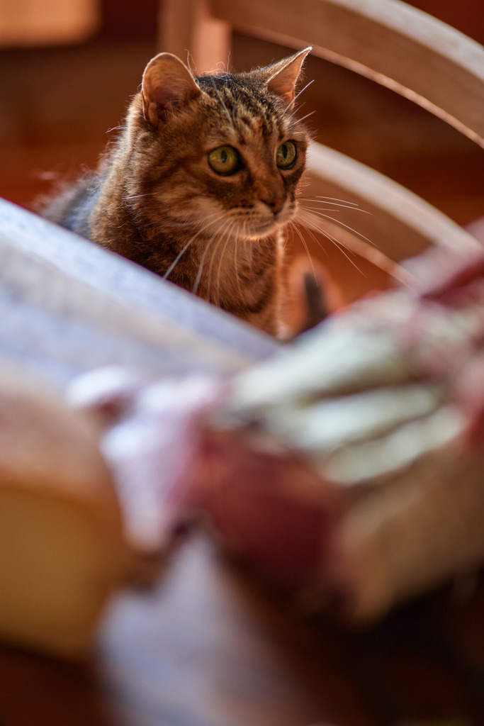 Neugierige Katze vor dem Esstisch | Montalcino, Italien - August 30, 2016: Weingut San Polino; Neugierige Katze vor dem Esstisch mit Schinken. - Realisiert mit Pictrs.com