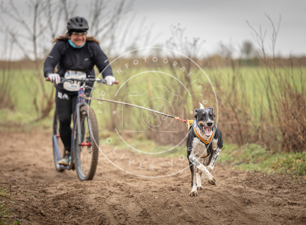 DV3A9257 | Hundefotografie, Tierfotograf, Pfotenfotografie, Fotoshooting Hund, Hunde Portrait, Hundesport, Hundeportraits, Heideshooting, Hunde, Sportfotograf, Hundefotograf, Turnierhundsport, THS,  - Realisiert mit Pictrs.com