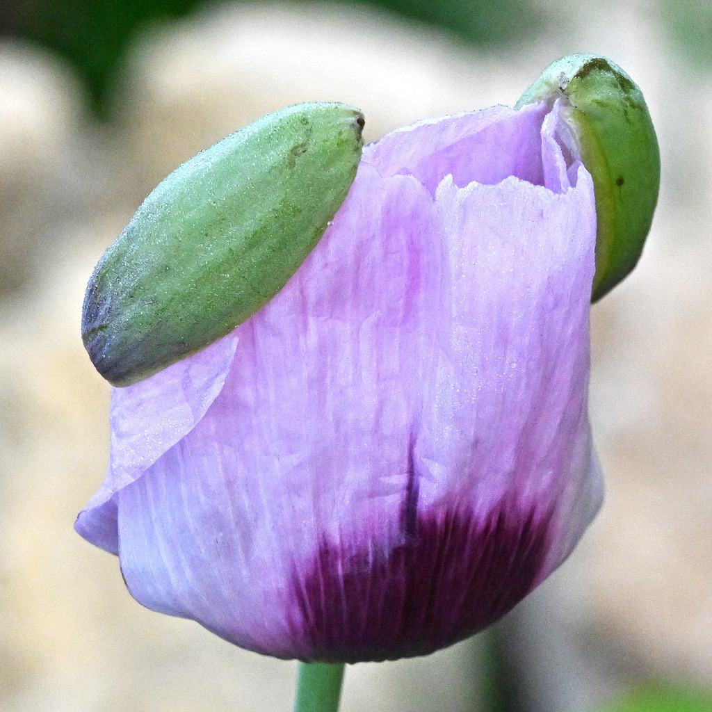 Schlafmohn08q | lucisnaturbilder - Realisiert mit Pictrs.com