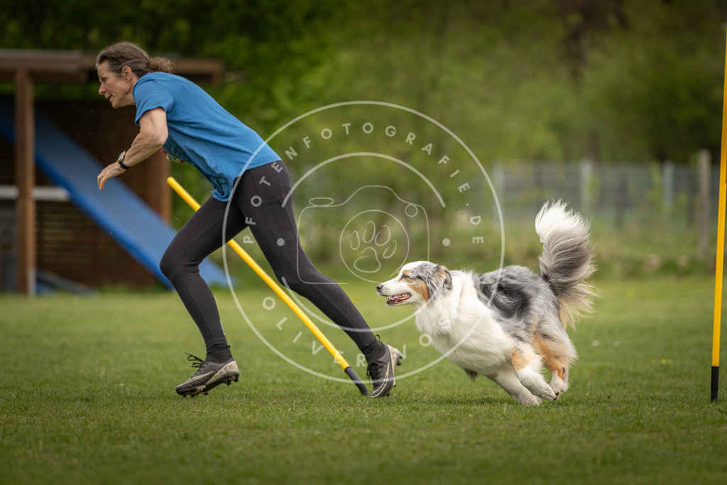 Pfotenfotografie_DV3A7844 | Hundefotografie, Tierfotograf, Pfotenfotografie, Fotoshooting Hund, Hunde Portrait, Hundesport, Hundeportraits, Heideshooting, Hunde, Sportfotograf, Hundefotograf, Turnierhundsport, THS,  - Realisiert mit Pictrs.com