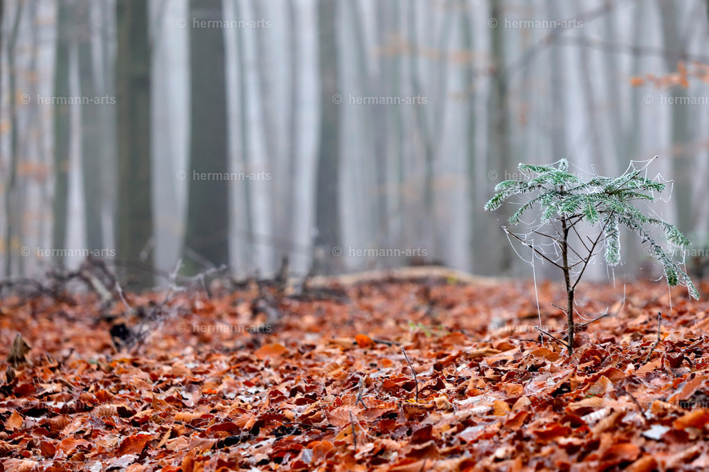 Trees_fine_Art_0015 | Photo Foto Kunst Art schwarzweiss Bilder Rheine Münster Berlin Blumen 