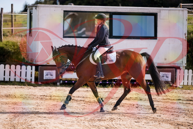 2026_10_03_Siefer-Hof_143549_Z81_04932570 | Professionelle Reitsport-, Turnier- und Eventfotografie von Robert Broda. Galerien mit ausgewählten und bearbeiteten Bildern direkt online ansehen und bestellen.