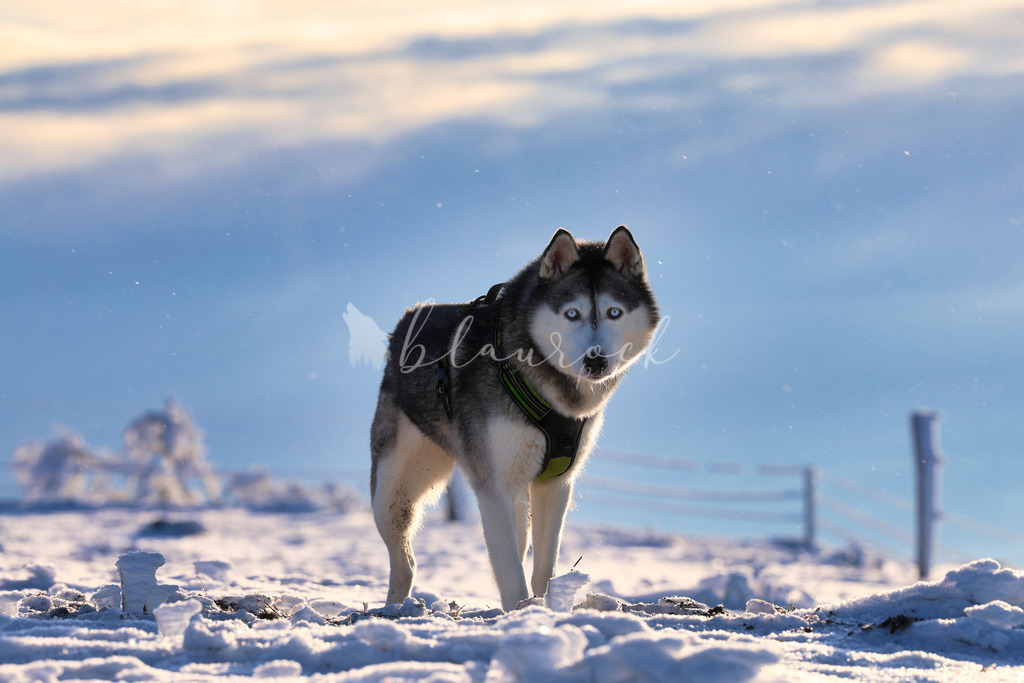 Tier_00043 | Sportbilder, Sportfotograf, Hochzeits- und Eventfotografin, Flugshows, Portraits und Tiershooting, Aviation, Downhill, Nationalleague, Swissleague, International