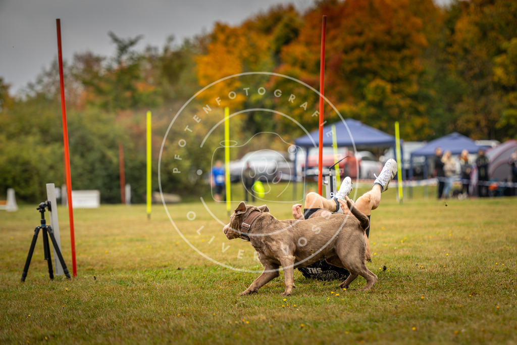 Pfotenfotografie_DV3A2334 | Hundefotografie, Tierfotograf, Pfotenfotografie, Fotoshooting Hund, Hunde Portrait, Hundesport, Hundeportraits, Heideshooting, Hunde, Sportfotograf, Hundefotograf, Turnierhundsport, THS,  - Realisiert mit Pictrs.com