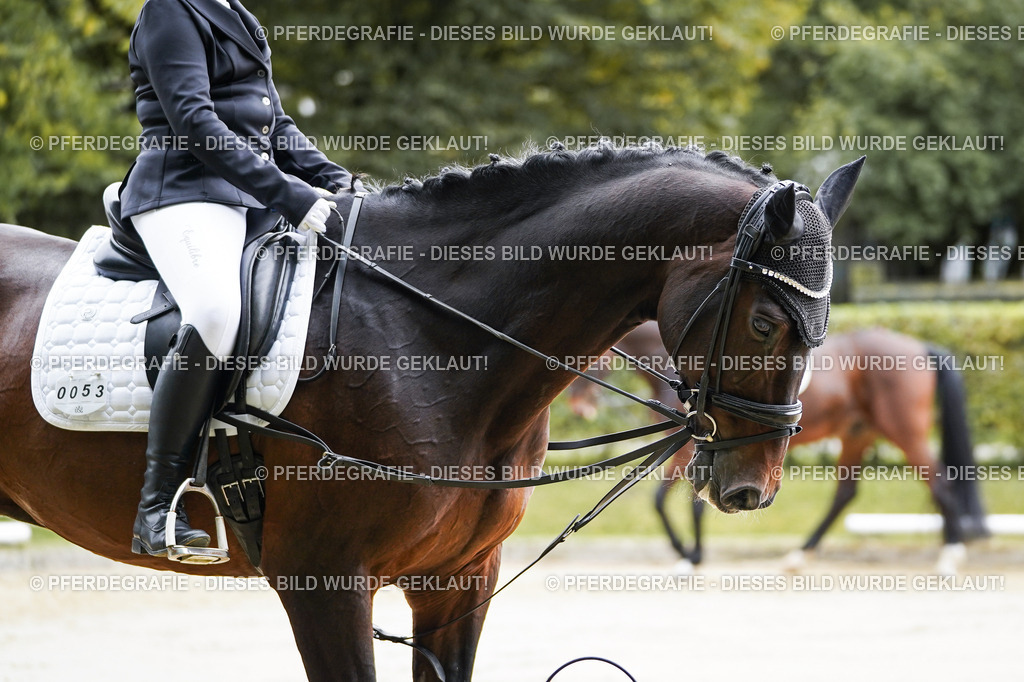 DSC04925 | Pferdegrafie