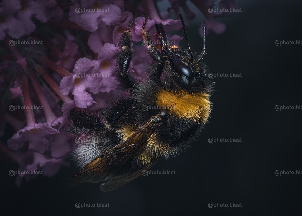 Nachtschwärmerei | Eine Hummel an einer lila Fliederpflanze. - Realisiert mit Pictrs.com