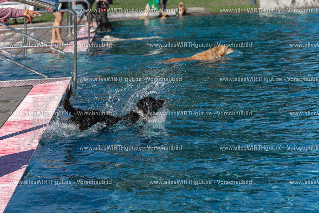 Hundeschwimmen_Volksbad_2026-allesWIRTHgut_Tierfotografie-2609061132-FAY06247 | Professionelle Tierfotografie in Mönchengladbach von Daniel Wirth (allesWIRTHgut). Liebevolle & natürliche Bilder von Hunden & Katzen für unvergessliche Erinnerungen.