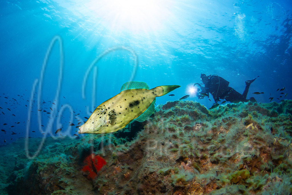 Aluterus scriptus | Schrift-Feilenfisch - Realisiert mit Pictrs.com