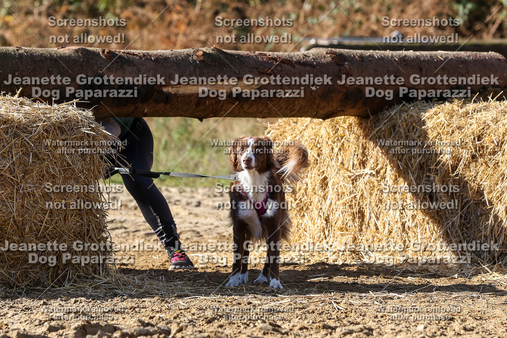 Dog Paparazzi - Strongdog 10-25-4724 | Dog Paparazzi Jeanette Grottendiek Fotografie & Videografie - Realisiert mit Pictrs.com