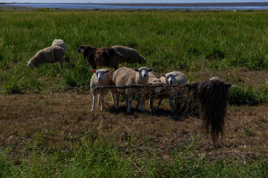 IMGP0459 | Nordseeinsel Mandö - Realisiert mit Pictrs.com