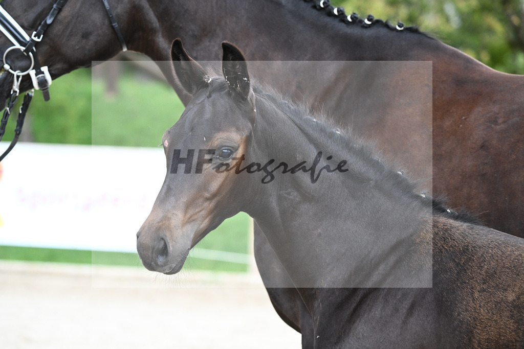 Kat-Nr. 11 HF Imperial Valley_Schwarz GbR_25230634 | hf-fotografie - Realisiert mit Pictrs.com