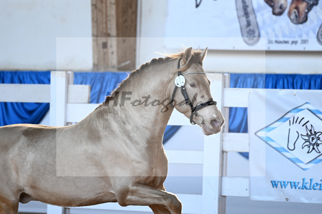Kat-Nr. 2 Bonito Salazar v. Trianero PT_Abfalter GmbH _ Co. KG_9260044 | hf-fotografie - Realisiert mit Pictrs.com