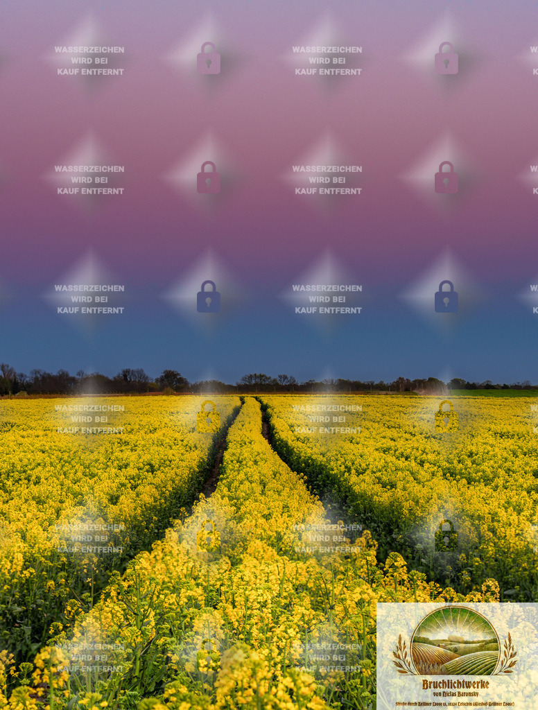 Gegendämmerung über Rapsfeld | Professioneller Fotograf mit 10 Jahren Erfahrung. Landschafts- und Hochzeitsfotografie im Oderbruch. Workshops und beeindruckende Bilder für besondere Momente.